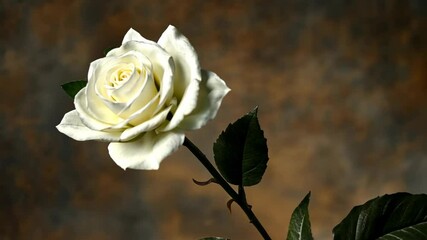 Wall Mural - White rose blooming gracefully with dark green leaves against a soft, warm background