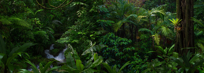 Wall Mural - Tropical rainforest with large trees and lots of green vegetation