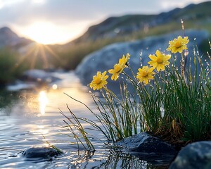 Poster - Sunrise illuminates yellow wildflowers by mountain stream.