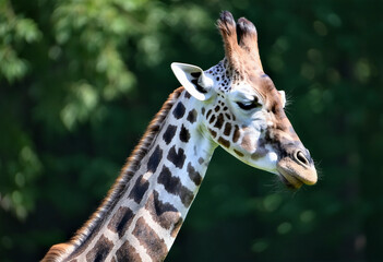 Wall Mural - giraffe businessperson giraffe animal wildlife