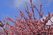 © 久雄 中川 - 鮮やかなピンク色の早咲き桜