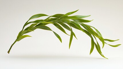 Poster - Lush green plant branch with vibrant leaves elegantly curved against a clean white backdrop.
