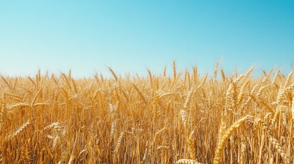 Poster - A field of grain crops growing from the soil under a clear blue sky, with individual grains visible as they sprout from the earth