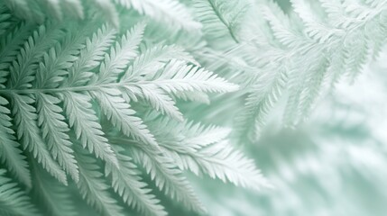 Poster - Close-up of delicate, light-green fern fronds, softly blurred background.