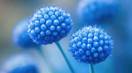 Poster - Captivating close-up of radiant spherical blue cells in vibrant blue tones, set against a delicately blurred background for a mesmerizing macro shot