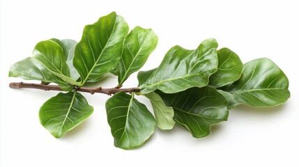 Poster - Lush green branch with large, vibrant leaves isolated on white background.