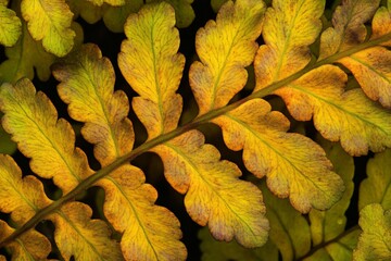 Poster - Close-up of autumnal fern fronds, showcasing vibrant yellow and orange hues against a dark background.