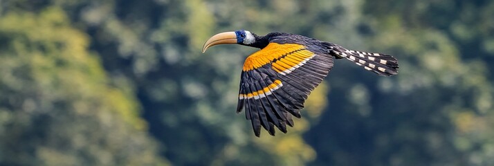Poster - Yellow-billed hornbill in flight against a blurred green forest background.