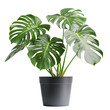 © Jae - Lush green monstera plant in a black pot isolated on white background and transparent background, adding a touch of nature to any space.