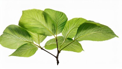 tree branch with green leaf isolated for object and retouch design