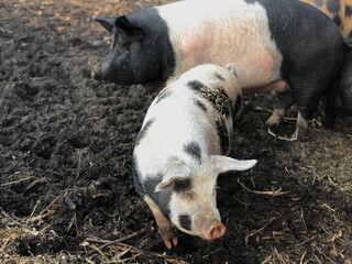 image of two heritage breed pigs roaming in a muddy farm enclosure, highlighting rural livestock lif