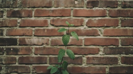 Wall Mural - Small plant growing from a weathered brick wall.