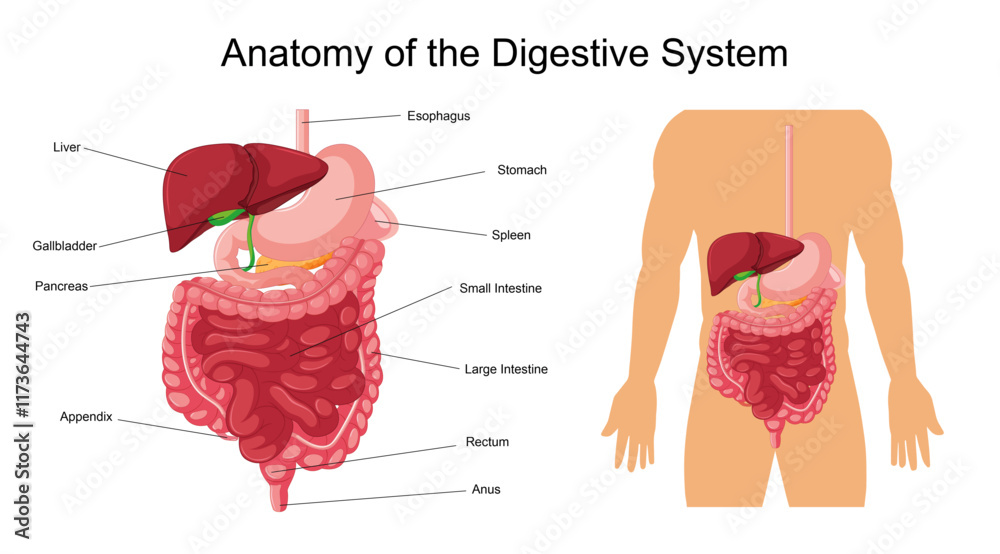 Anatomy of the Digestive System A Detailed Illustration of Human ...