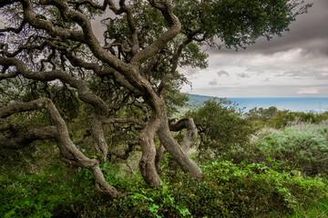 Wall Mural - Gnarly Tree Overlooks The Pacific Ocean Off Of Santa Cruz Island