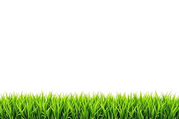Poster - Green grass border at the bottom with white background and empty space for design or presentation.