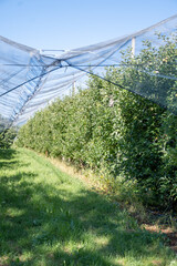 Wall Mural - Young green Alpes de Haute-Durance apples growing on apple trees on fruit orchards near Sisteron, in Alpes-de-Haute-Provence, France