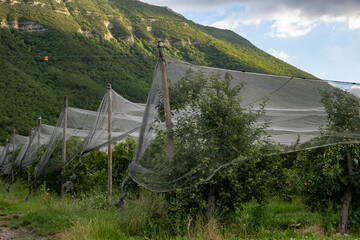 Wall Mural - Young green Alpes de Haute-Durance apples growing on apple trees on fruit orchards near Sisteron, in Alpes-de-Haute-Provence, France