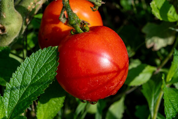 Wall Mural - Vine of tomato plant with many big ripening organic tomatoes vegetables in garden close up