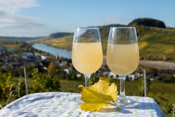 Autumn wine festival in Germany on Moselle river valley, tasting of federweisser young wine, neuer wein fermented freshly pessed auxerrois grape juice, or must. View on terraced vineyards.