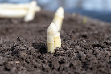 Sticker - New harvest of white asparagus in Netherlands, farm field in Brabant, growing of vegetables asparagus