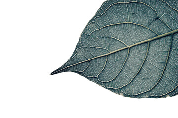 Poster - Close-up view of a green leaf highlighting intricate vein patterns on a transparent background, showcasing natural beauty and details