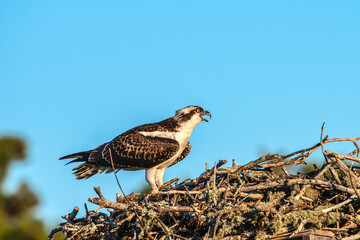 Wall Mural - Osprey in it'snest