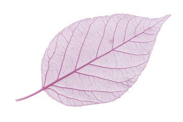 Poster - Delicate transparent leaf showcasing intricate vein patterns on a white background, ideal for nature-inspired design and artwork