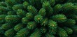 © ferifadli - Detailed close-up of a lush green pine tree, highlighting the intricate patterns of its needle-like leaves.