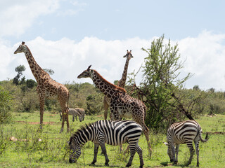 giraffes and zebras in maasai mara, kenya, africa