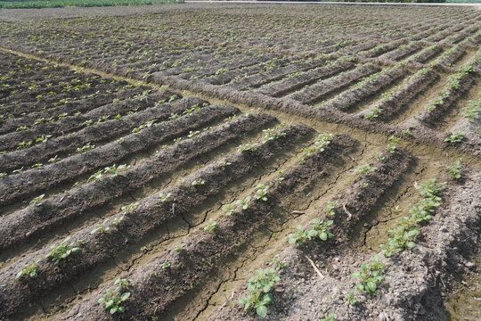 A farm field prepared with a ridge and furrow system for planting crops