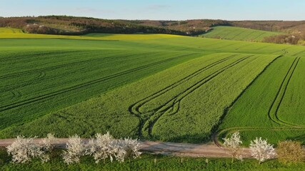 Wall Mural - spring rural nature landscape with blossoming flowering trees on green wavy rolling hills. amazing s