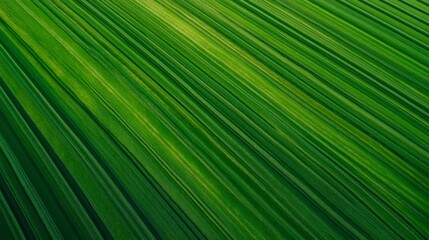 Poster - Aerial view capturing vibrant green agricultural fields with crops growing in diagonal rows, forming an abstract geometric pattern that highlights sustainable farming practices