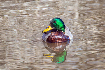 mallard duck male swimming in a pond new mexico, usa