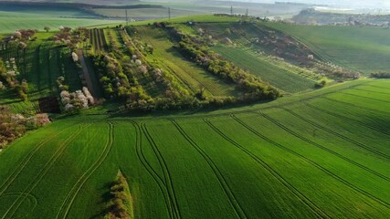 Wall Mural - aerial view of amazing green wavy hills with agricultural fields in spring. south moravia region, cz