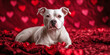 © Ірина Пальцева - Adorable American Pitbull Terrier adorned with a sparkling red heart ornament around its neck, seated against a vibrant red Valentine-themed backdrop, radiating charm and affection.