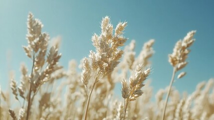  Close-up of tall, dry, light beige grass against a clear blue sky.