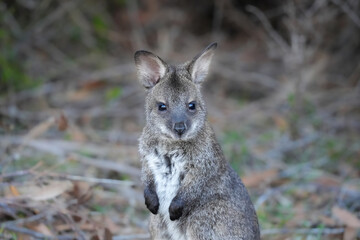close-up shot of bennett's wallaby joey