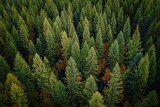Dense forest canopy, vibrant green and hints of fall color. Aerial view of towering trees. Nature's beauty. , Big Fork, Montana, USA.