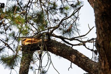 after the storm, closeup of branch broken on pine tree in a windstorm, weather damage