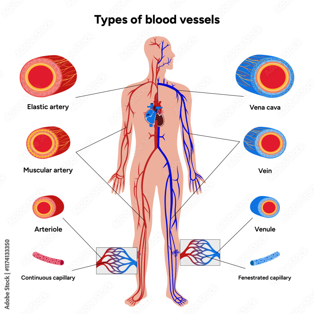 Vital Pathways of Double Circulation in Humans Oxygen Transport in the ...