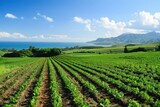 Coastal Farm with Rolling Green Hills and Ocean View