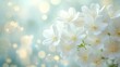 © apk - serene white flowers soft bokeh background elegant calm memorial tribute remembrance condolence