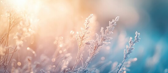 Poster - Frosty winter grass under sunlight with soft colors and ethereal bokeh atmosphere perfect for seasonal promotions or serene background designs