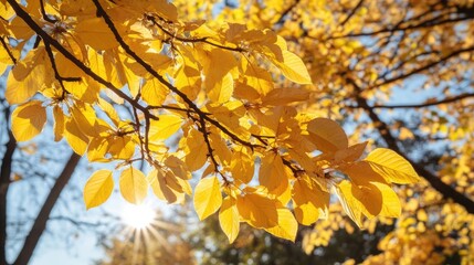 Aufkleber - Yellow Leaves of a Bird Cherry Tree Under Sunlight in a Park During a Sunny Autumn Day Vertical Image