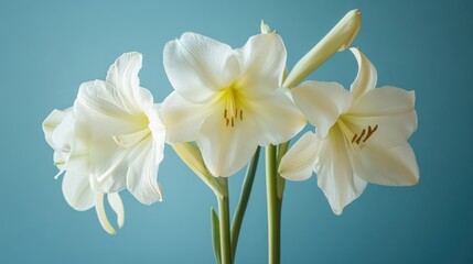 Aufkleber - Elegant white flowers against a soft blue backdrop showcasing natural beauty and design for floral and decor themes.