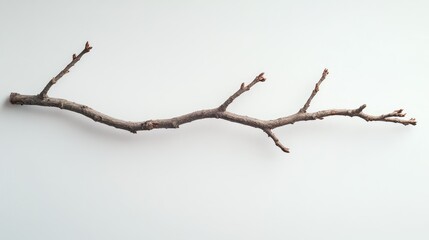 Fototapete - Studio shot of a bare tree branch on a light background showcasing natural textures and forms for creative design and art projects