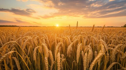 Poster - Golden wheat field under a vibrant sunset sky creating a serene rural landscape perfect for nature and agriculture themes.