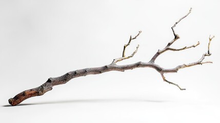 Poster - Studio composition of a dry tree branch showcasing intricate textures and natural forms ideal for organic and minimalist designs
