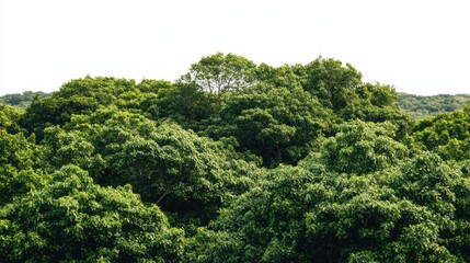 Lush green tree canopy against a clear sky. Ideal for nature backgrounds, environmental projects, or website banners promoting eco-tourism.