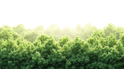 Lush green forest canopy bathed in soft sunlight. Ideal for nature backgrounds, website headers, or environmental projects.